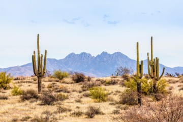 Woestijn Arizona