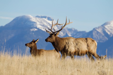 natuur montana