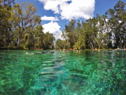 Manatees Crystal River, Florida