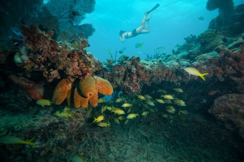 Snorkelen Key West
