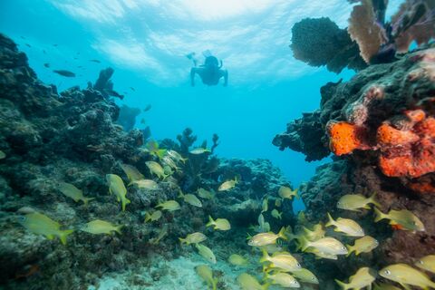 Snorkelen Key West