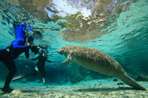 Manatees Crystal River, Florida