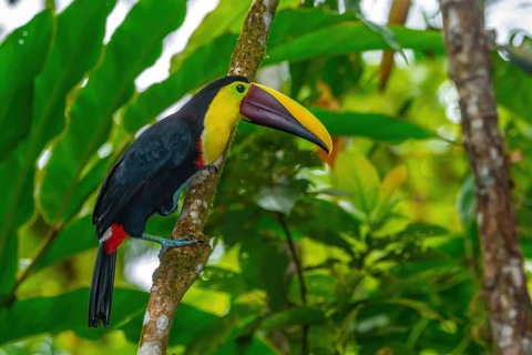 Toekan regenwoud Sarapiqui