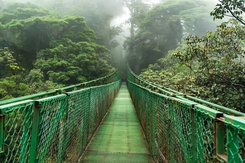 De hangbruggen van Monteverde met dichte mist en de bomen - Costa Rica, Zuid-Amerika