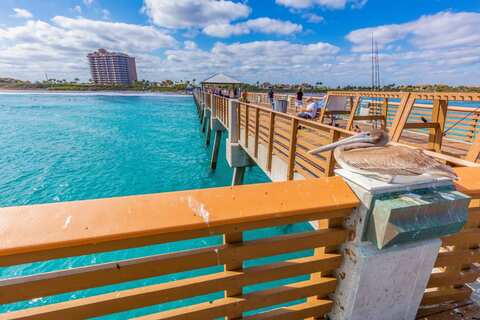 Shutterstock 1709802Pelikaan bij Juno Beach Pier. Juno Beach, Florida, USA.748