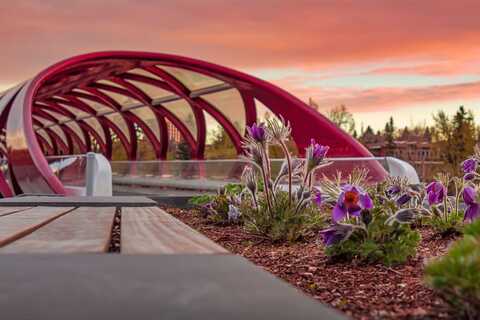 the Peace bridge Calgary