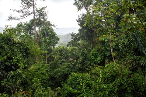 Boca Tapada regenwoud