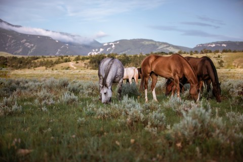 natuur montana