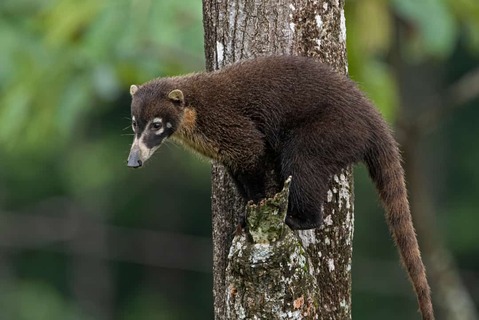 Witneusbeertje (coatimundi) in een boom, Boca Tapada,