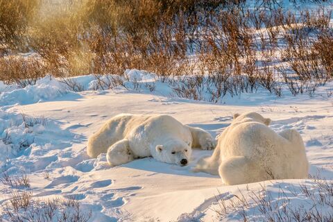 ijsberen in Churchill