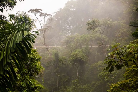 Arenal Hanging Bridges tour mistig