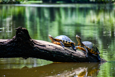 Schildpadden in Tortuguero, Costa Rica