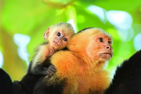 titi monkeys in Manuel Antonio - Costa Rica