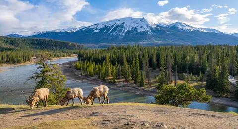 Jasper National Park Alberta