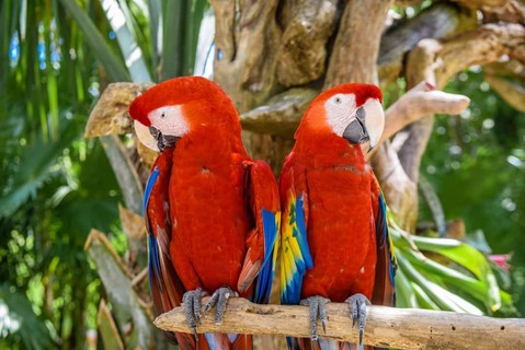 2 papegaaien die op een tak zitten in het tropische woud, Playa del Carmen, Riviera Maya, Yucatan, Mexico.