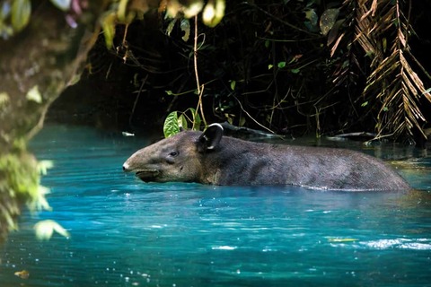 Een Baird-tapir zwemt in de rivier Rio Tenorio in het Tenorio Nationaal Park, Costa Rica