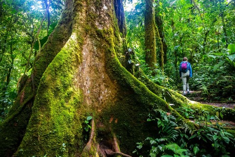 monteverde cloud forest, Costa Rica