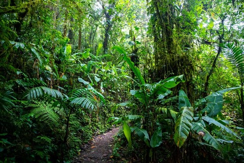 monteverde national park in costa rica,