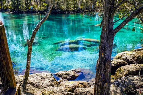 Manatees Crystal River, Florida