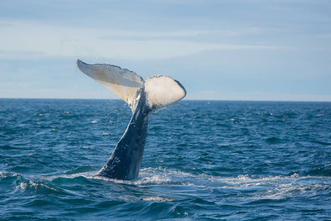 Walvis in Bay of Fundy, Canada