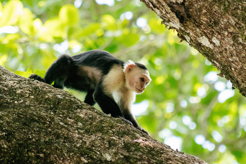 Aap in de boom, Cahuita National Park