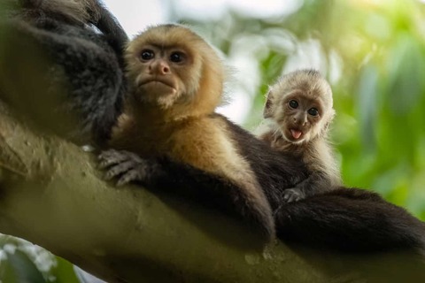 aapjes in de boom COsta Rica