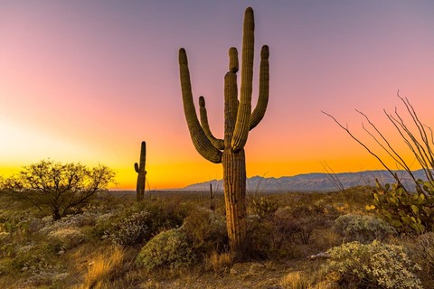 Saguaro Cactus in Saguaro National Park Arizona at sunrise