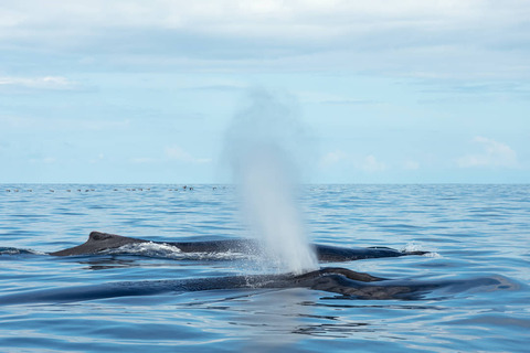 Humpback Whales bij Drake Bay