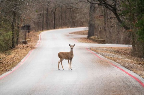 Een hert in het Chickasaw National Recreation Area in Sulphur, Oklahoma