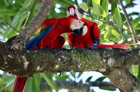 rode ara’s Manuel Antonio Nationaal Park.