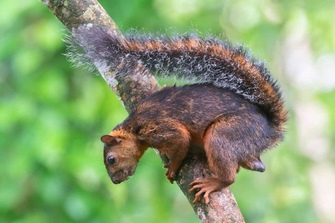 Eekhoorn aan boom, Puerto Viejo, Costa Rica
