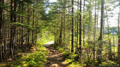 Tracey Lake, Fundy National Park