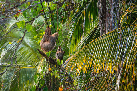 Luiaards in Cahuita, Costa Rica
