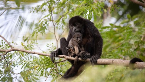 Brulapen in een Costa Ricaans bos in de buurt van Tamarindo