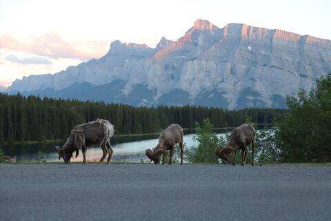 Banff National Park