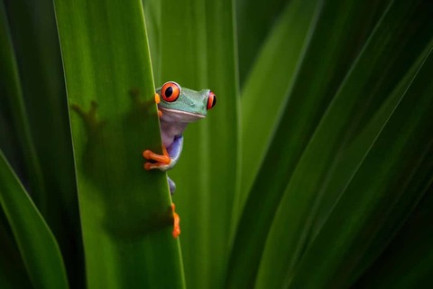 Roodoog boomkikker achter blad in Pierella Gardens