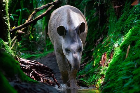 Baird’s tapir, Costa Rica