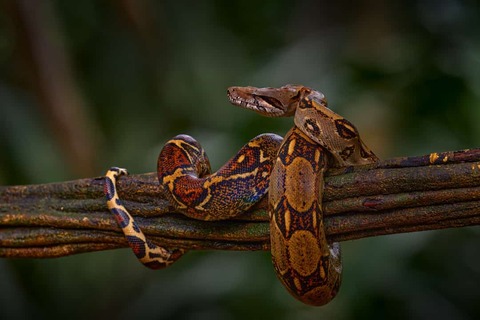 Slang in jungle van Tapir Valley