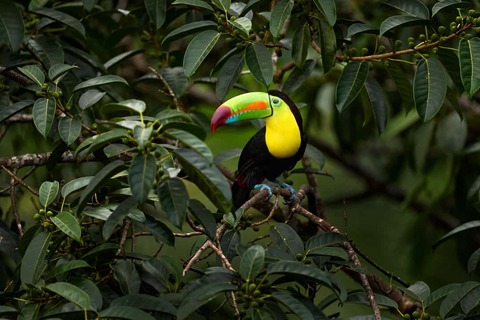 Toekan in Boca Tapada
