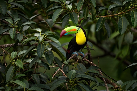 Tucan in Boca Tapada