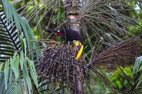 Gele keel Toucan in Tenorio Volcano National Park