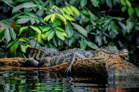 Krokodil in Tortuguero, Costa Rica