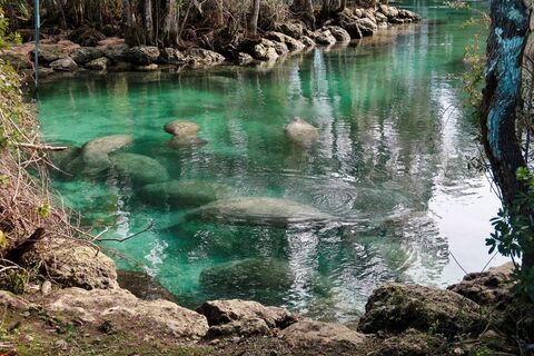 Manatees Crystal River, FLorida