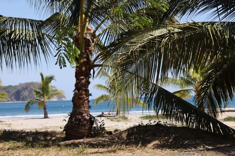 Palmbomen op Samara Beach Costa Rica