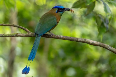 Blauwkruinmotmot cloud forest Monteverde