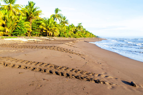 Spoor van schildpadden op het strand van Tortuguero