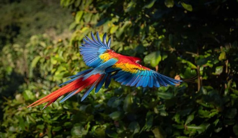 Scarlet ara in het regenwoud van Costa Rica