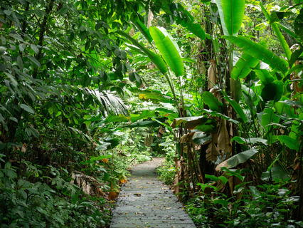 Pad door Tortuguero National Park