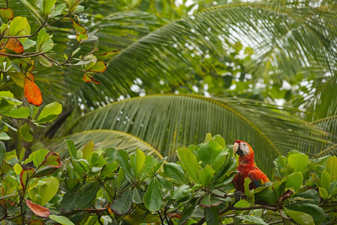 Papegaai in Corcovado National Park, Costa Rica