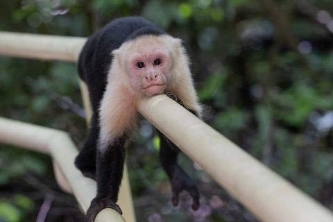 Kapucijnerapp in Manuel Antonio National Park